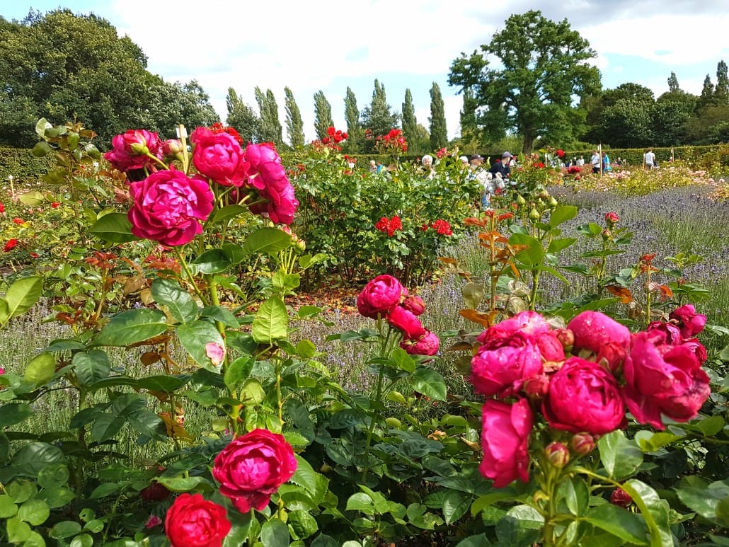 Rosenhaven Valbyparken 