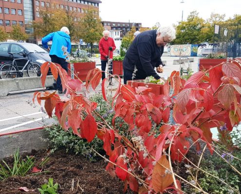 Efterårsplantedag Valby miljøgruppe 11