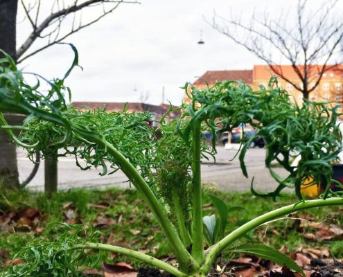 Valbyhaven Toftegårds Plads Valby