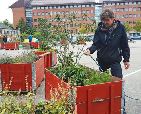 Efterårsplantedag Valby miljøgruppe 4