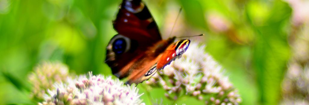 Biodiversitetspulje nyhed