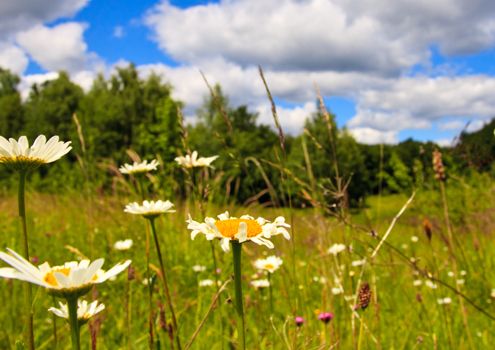 Blomstereng Valbyparken Valbiplanen nyhed