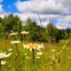 Blomstereng Valbyparken Valbiplanen nyhed