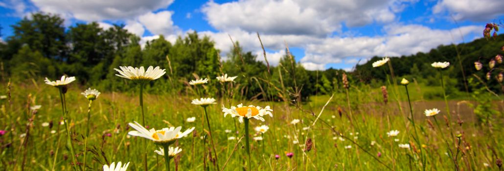 Blomstereng Valbyparken Valbiplanen nyhed