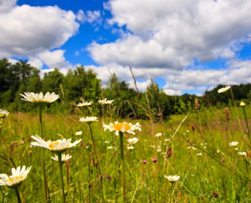 Blomstereng Valbyparken Valbiplanen nyhed deling