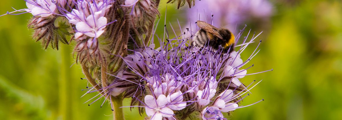 Biodiversitet pulje nyhed deling