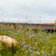 Kulbaneparken blomstereng nyhed